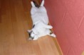 /album/photos-de-mon-chat/tomy-3-jpg1/